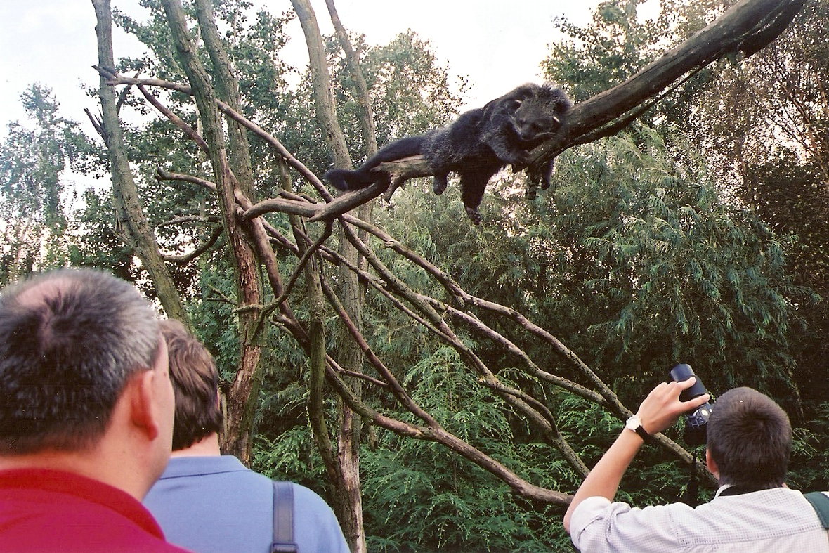 Binturong viewing at Overloon 2002