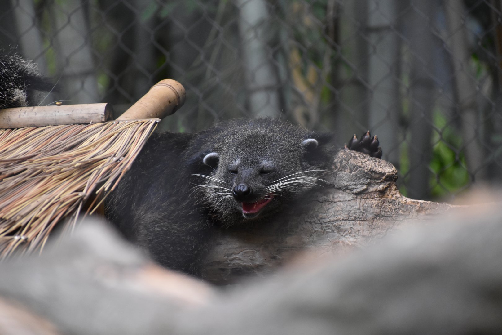 Binturong Waking Up