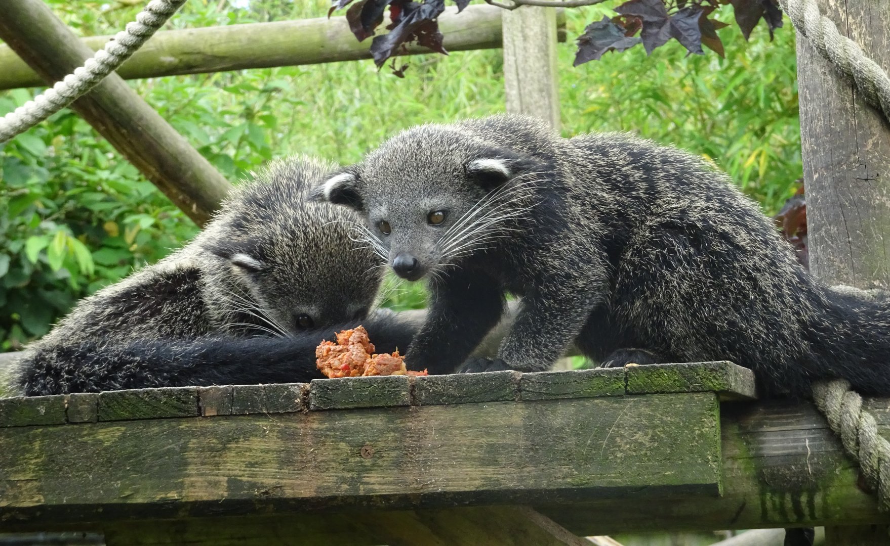 Binturong youngsters, Wild Discovery, 2 August 2025