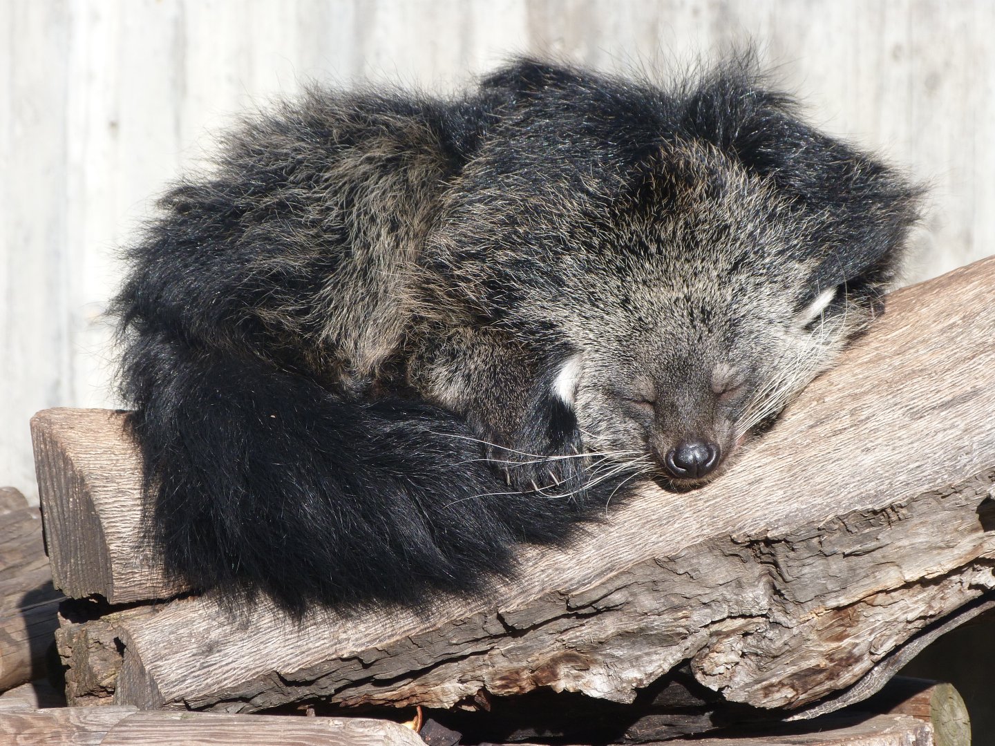 Binturong -Zoo Aquarium de Madrid (2025)