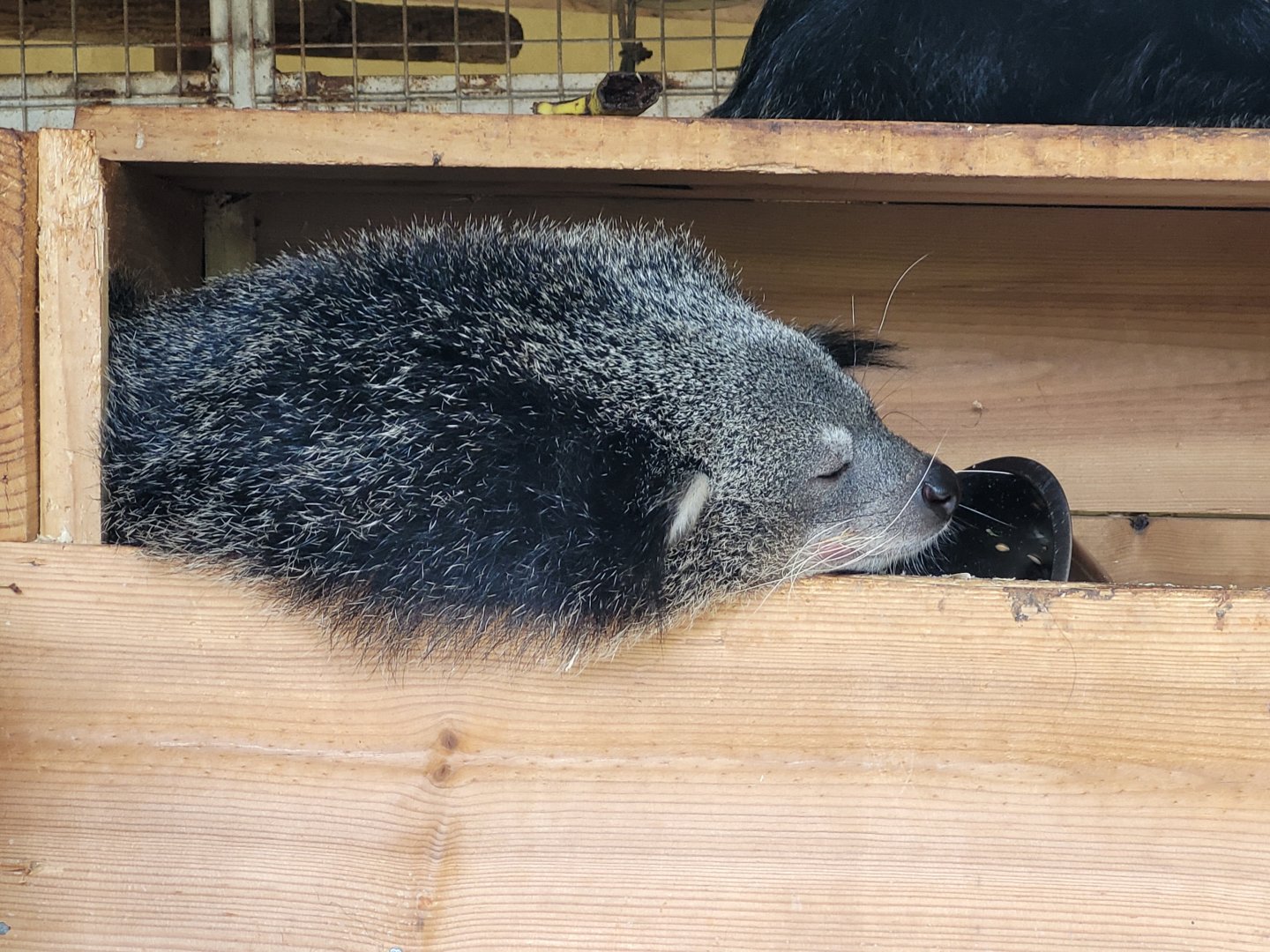 Binturong -Zoo du bassin d'Arcachon (2024)