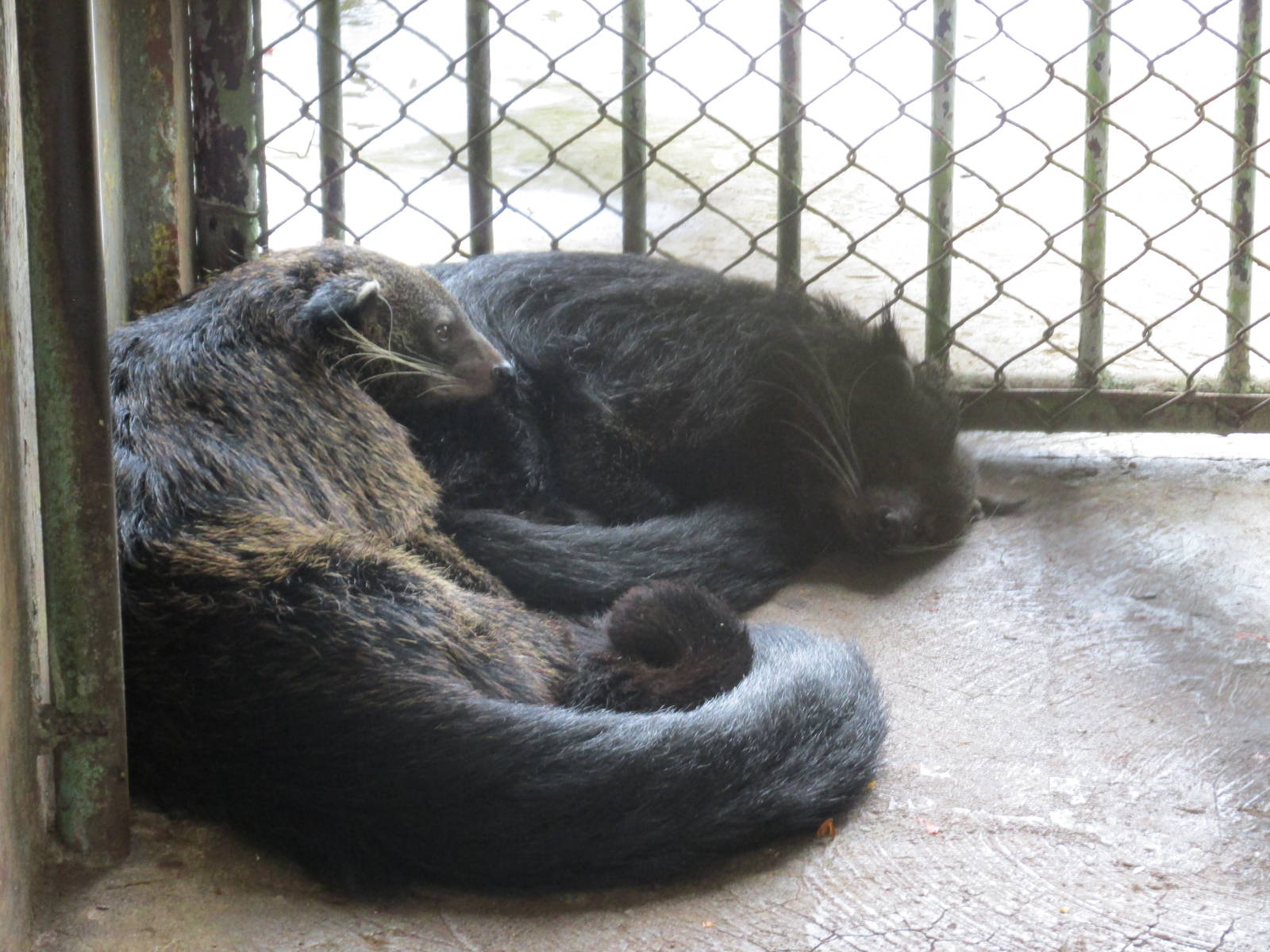 binturong zoologico nacional
