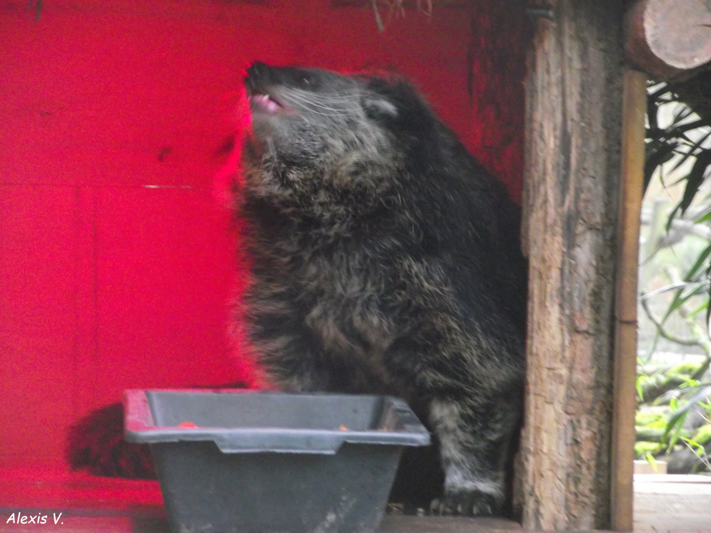 Binturong - Zooparc de Beauval - 12/01/2025