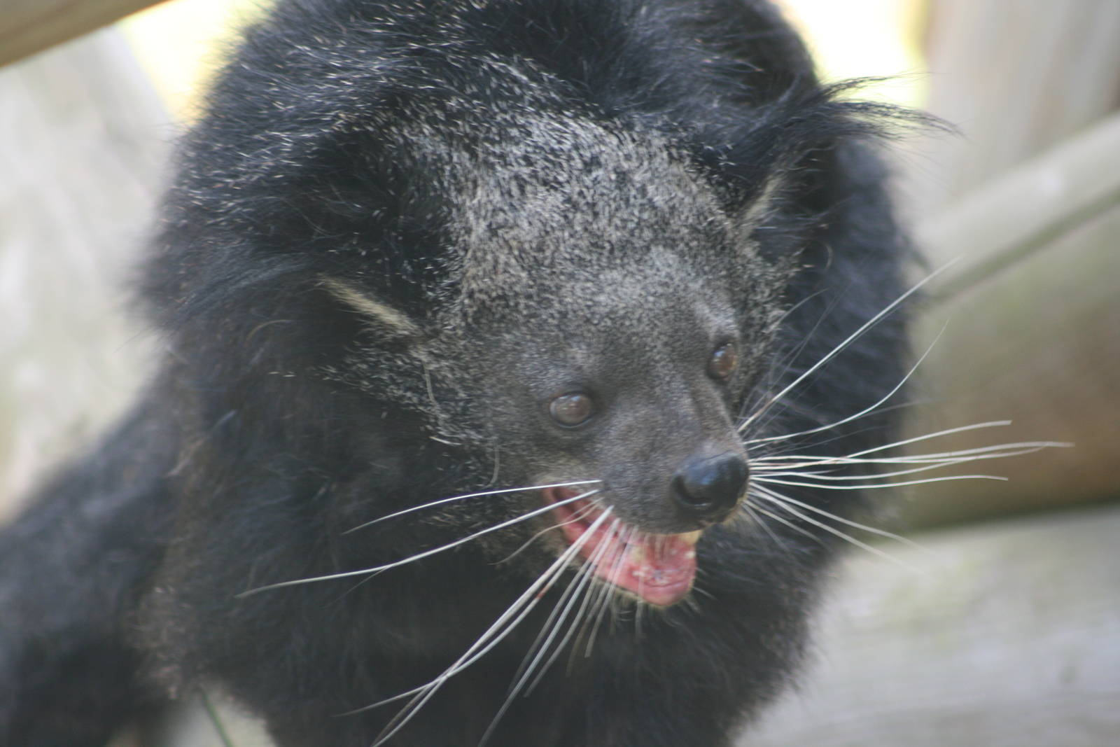 Binturong