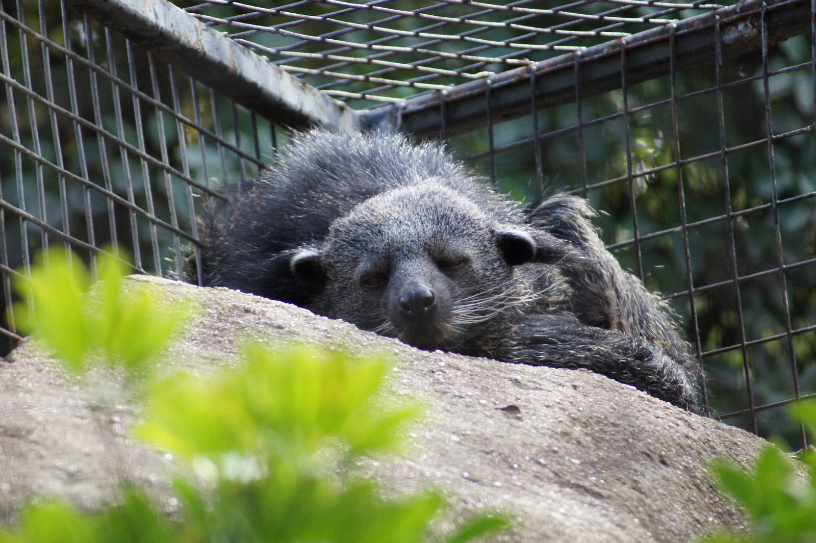 Binturong