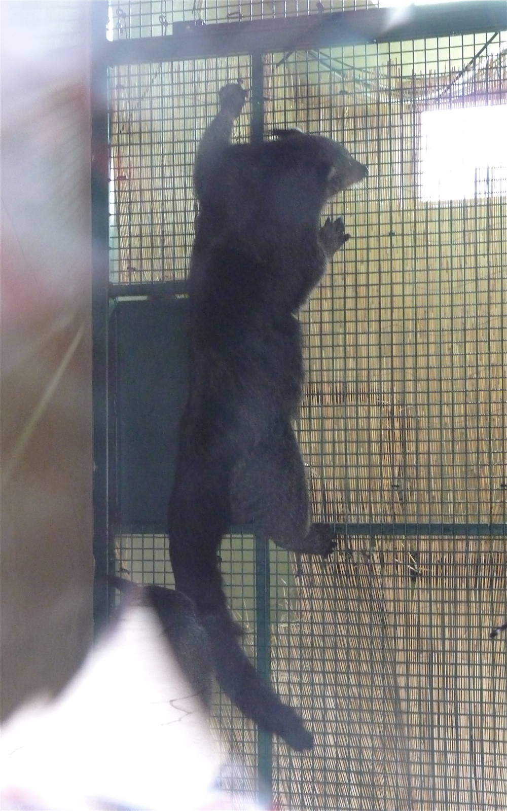 Binturong