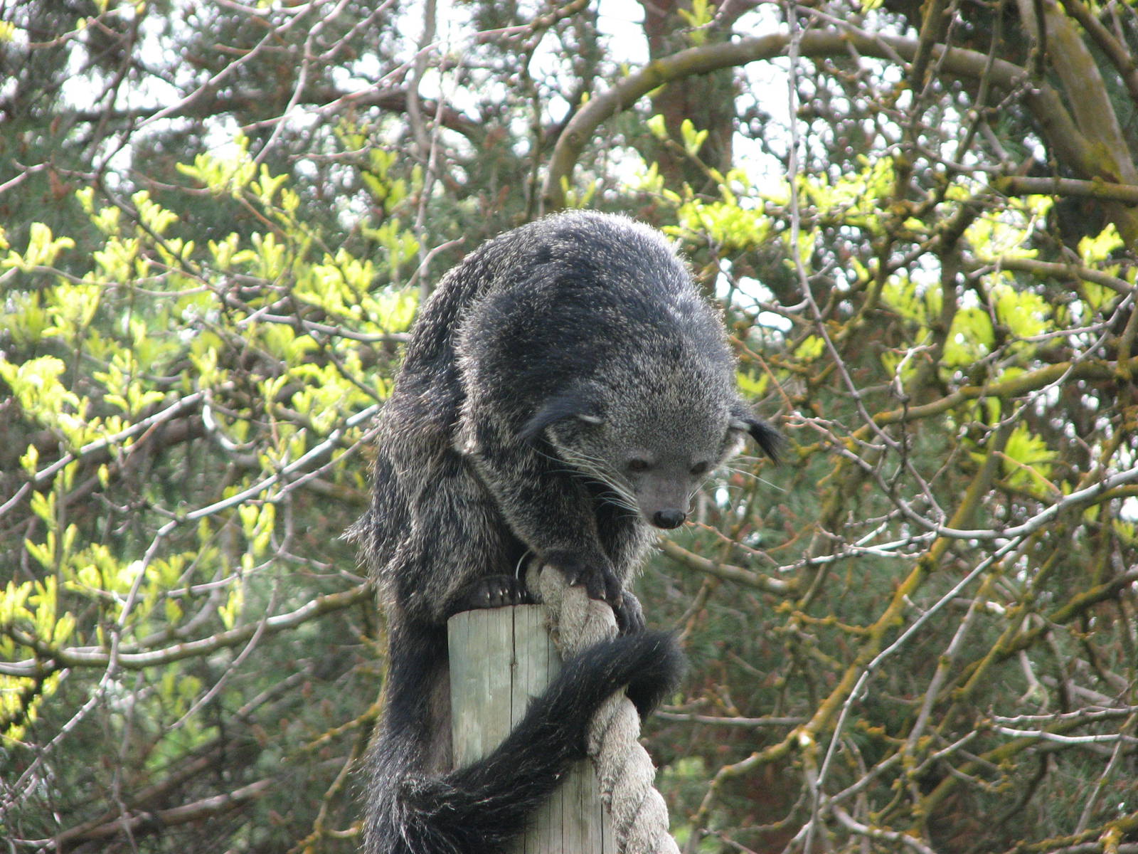 Binturong