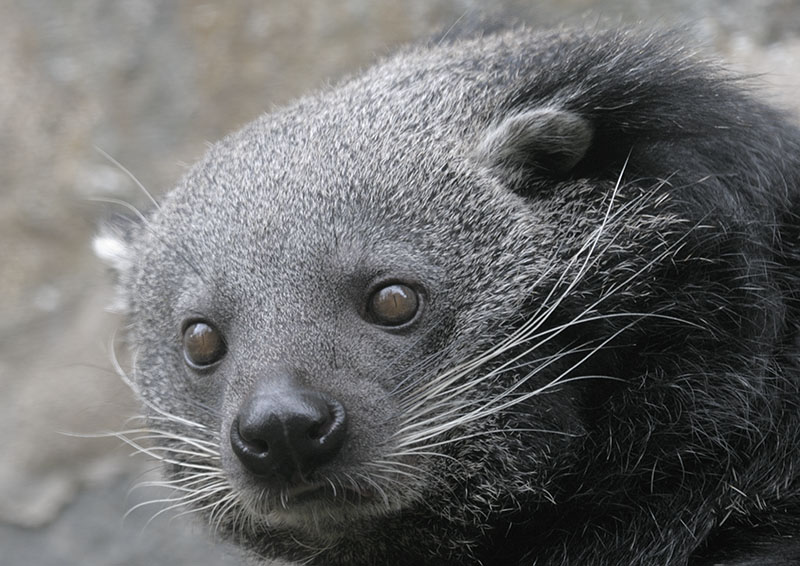 Binturong