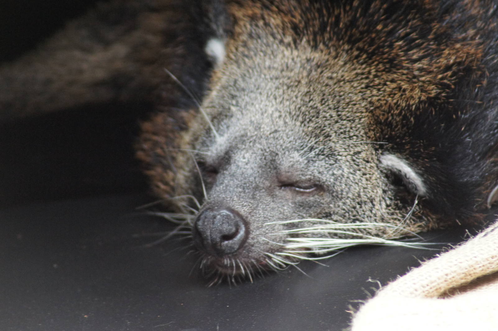 Binturong
