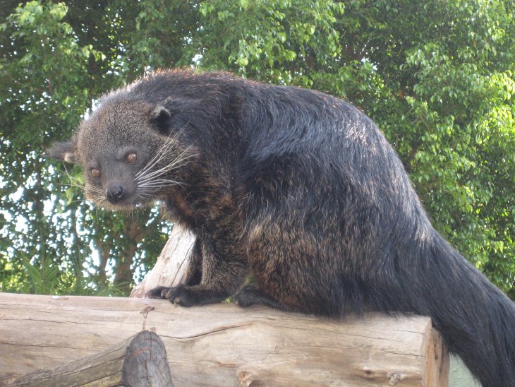 Binturong
