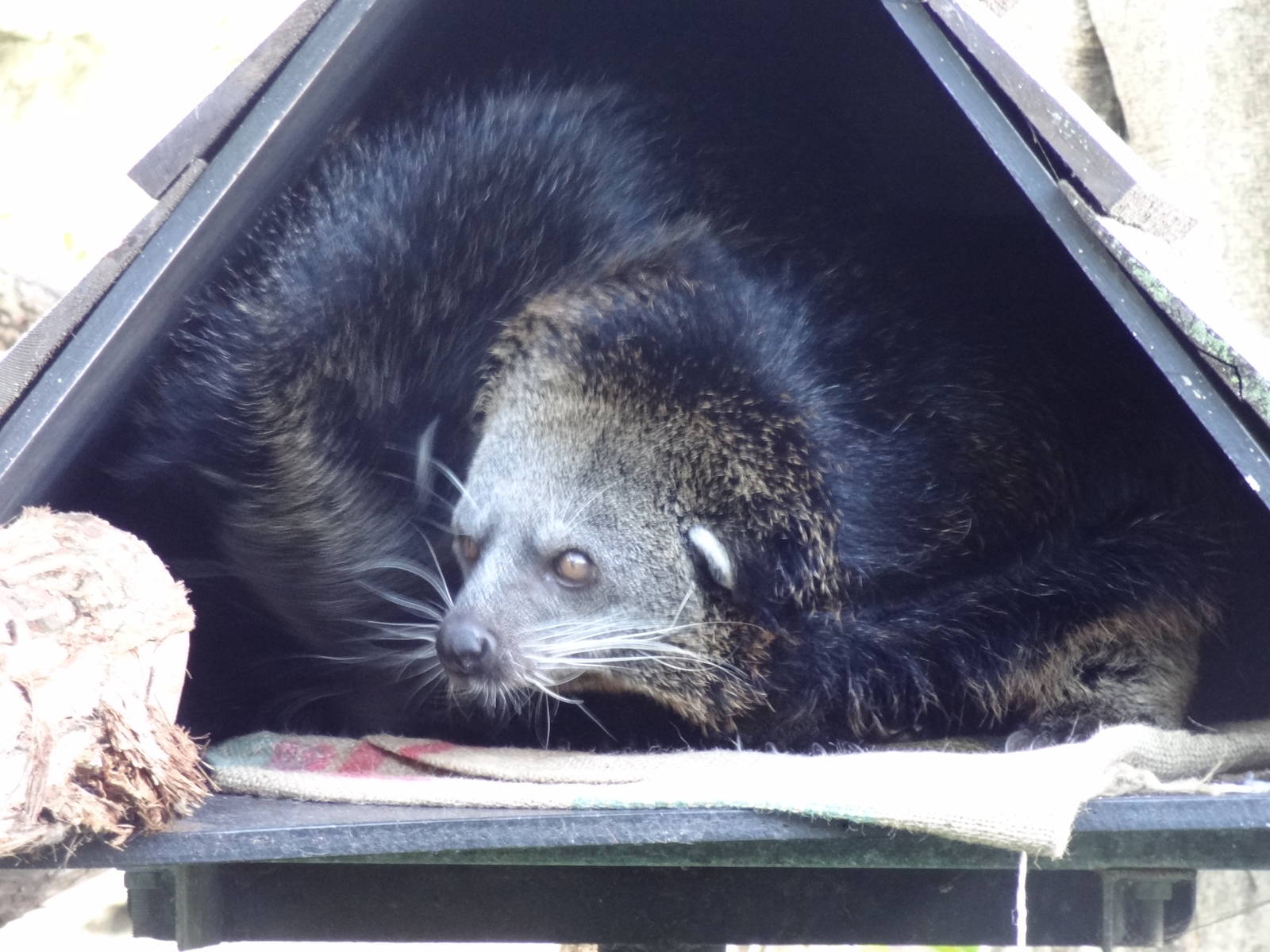 Binturong