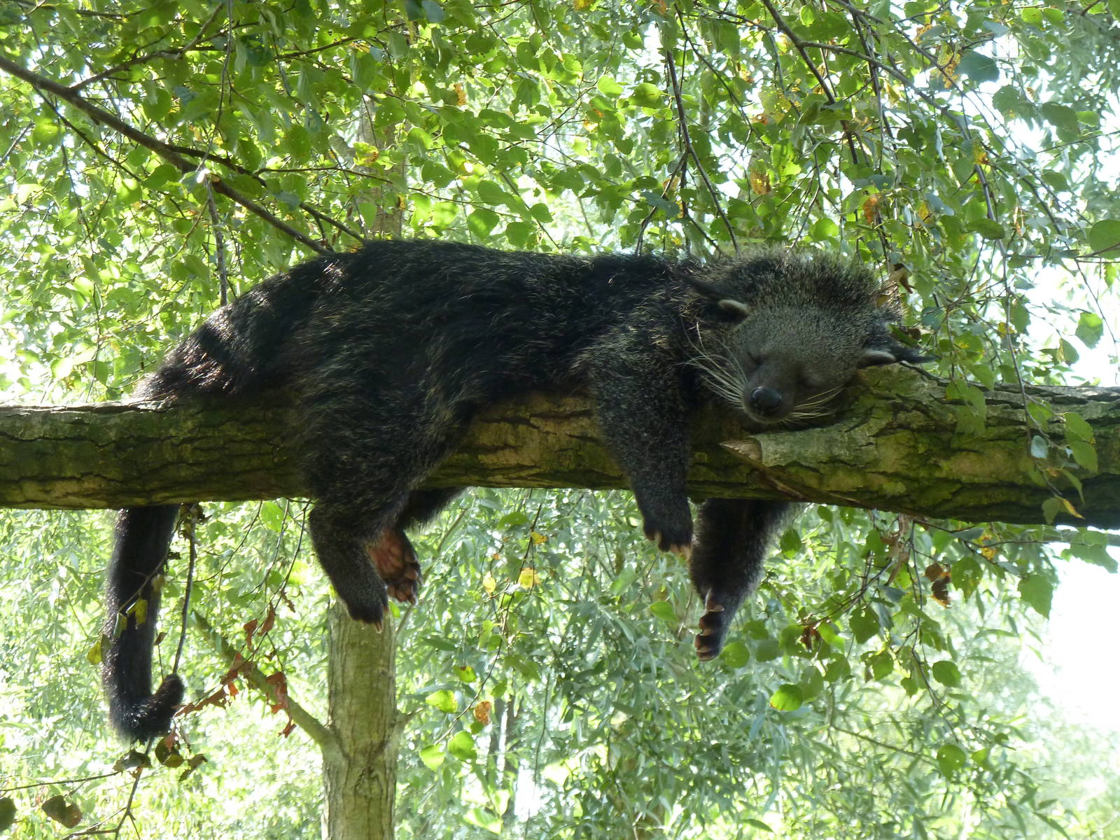 Binturong