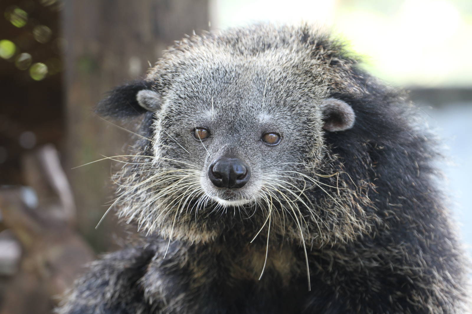 Binturong