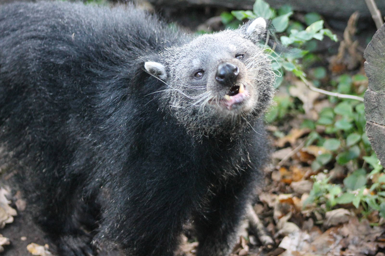 binturong