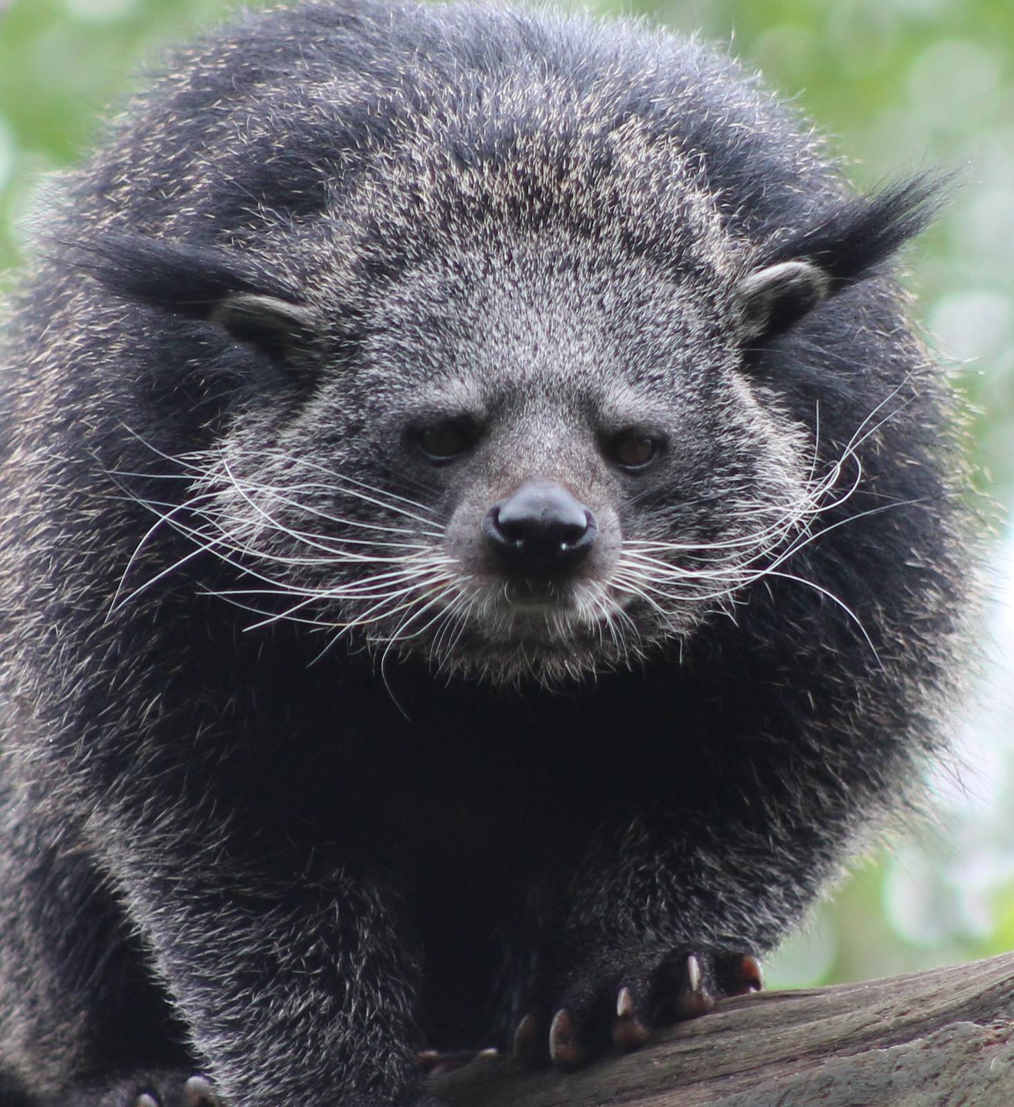 binturong