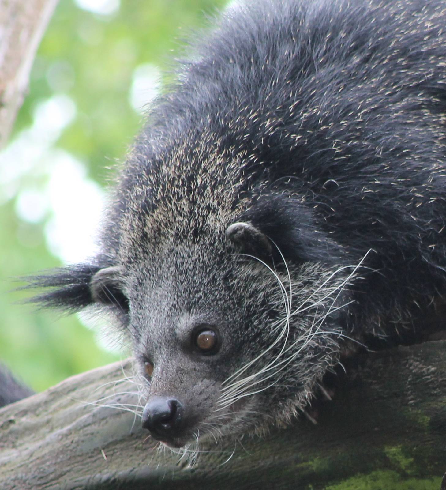 binturong