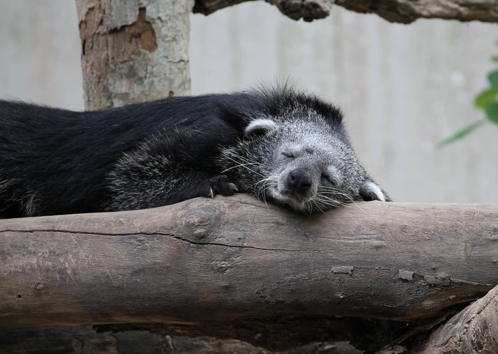Binturong