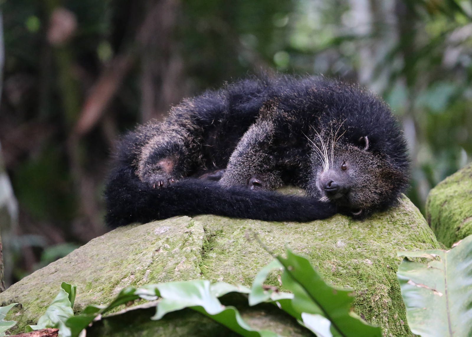 Binturong