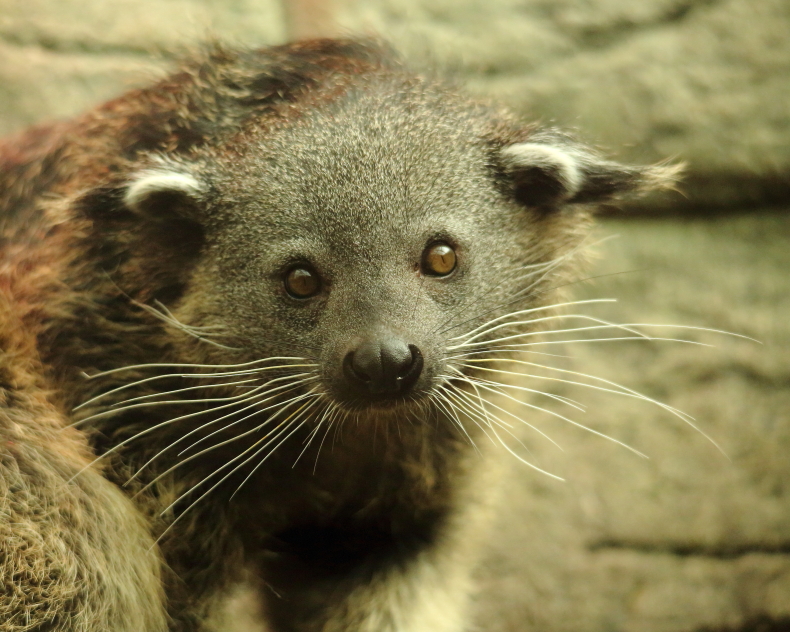 Binturong