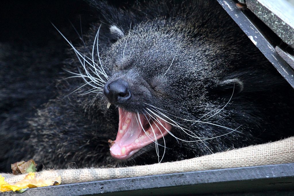 Binturong