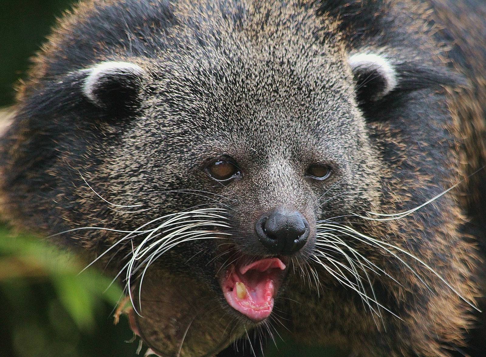 Binturong