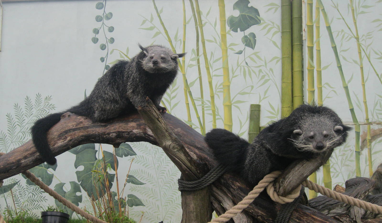 Binturong