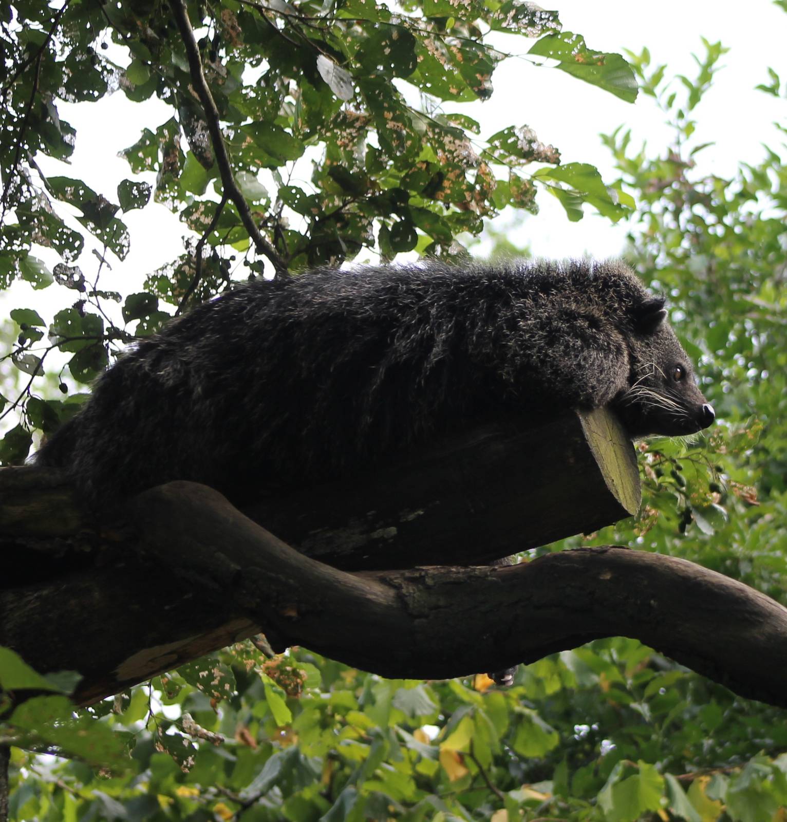 Binturong