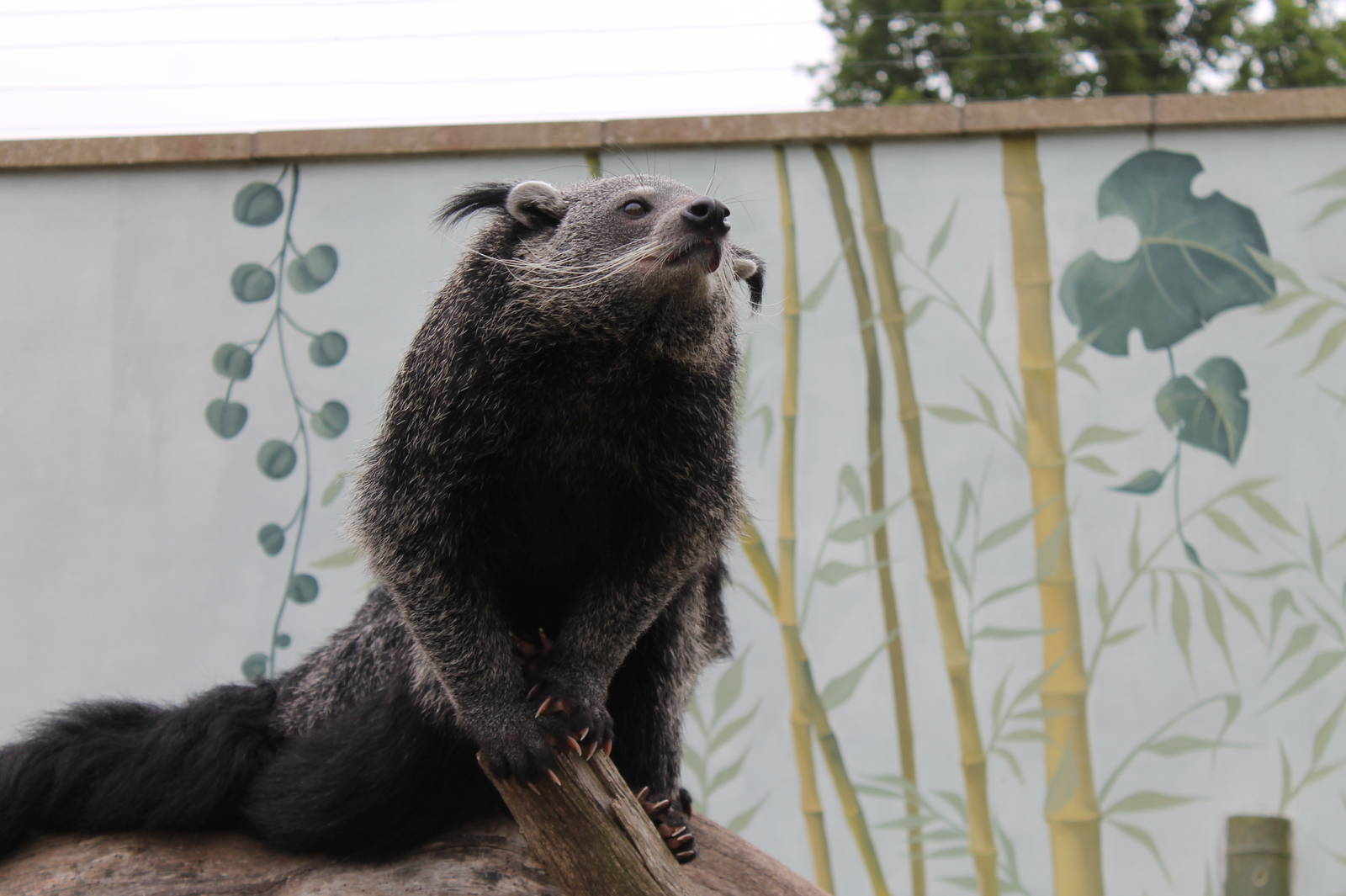 Binturong