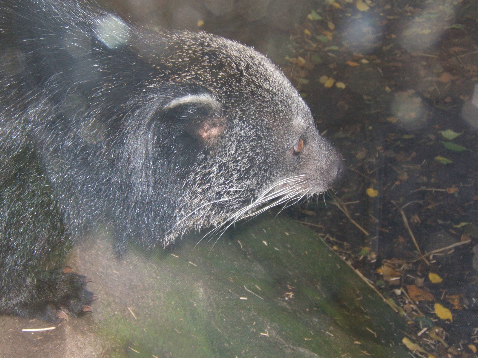 Binturong
