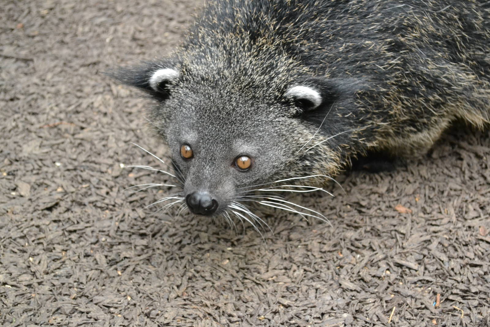 Binturong
