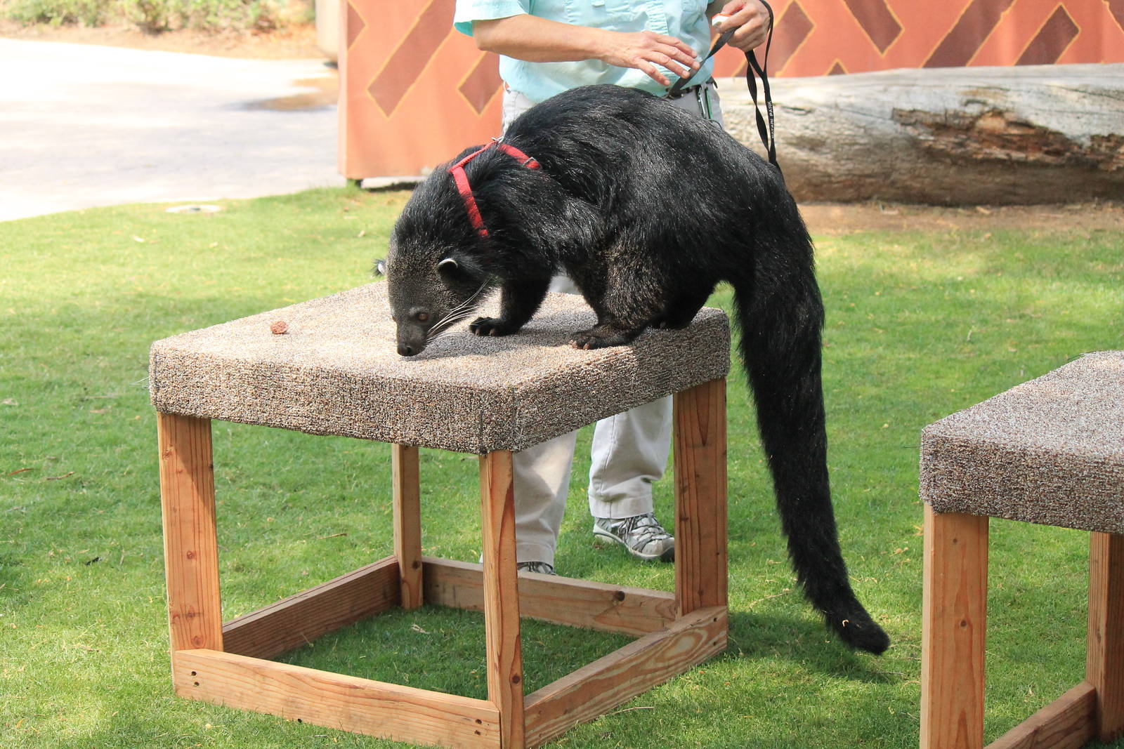 Binturong