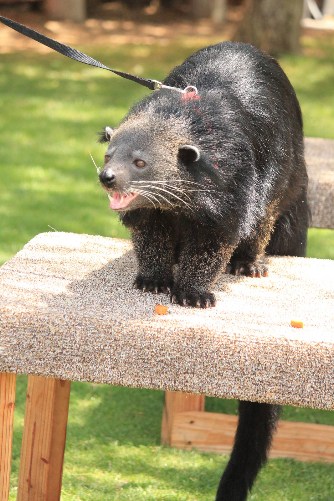 Binturong