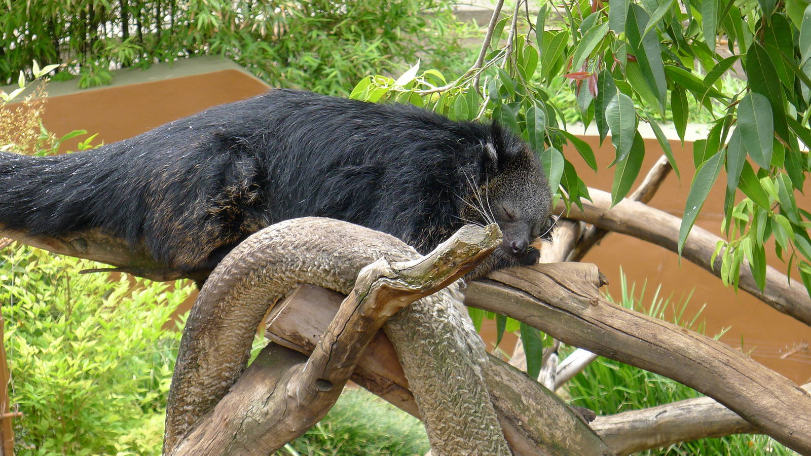 Binturong