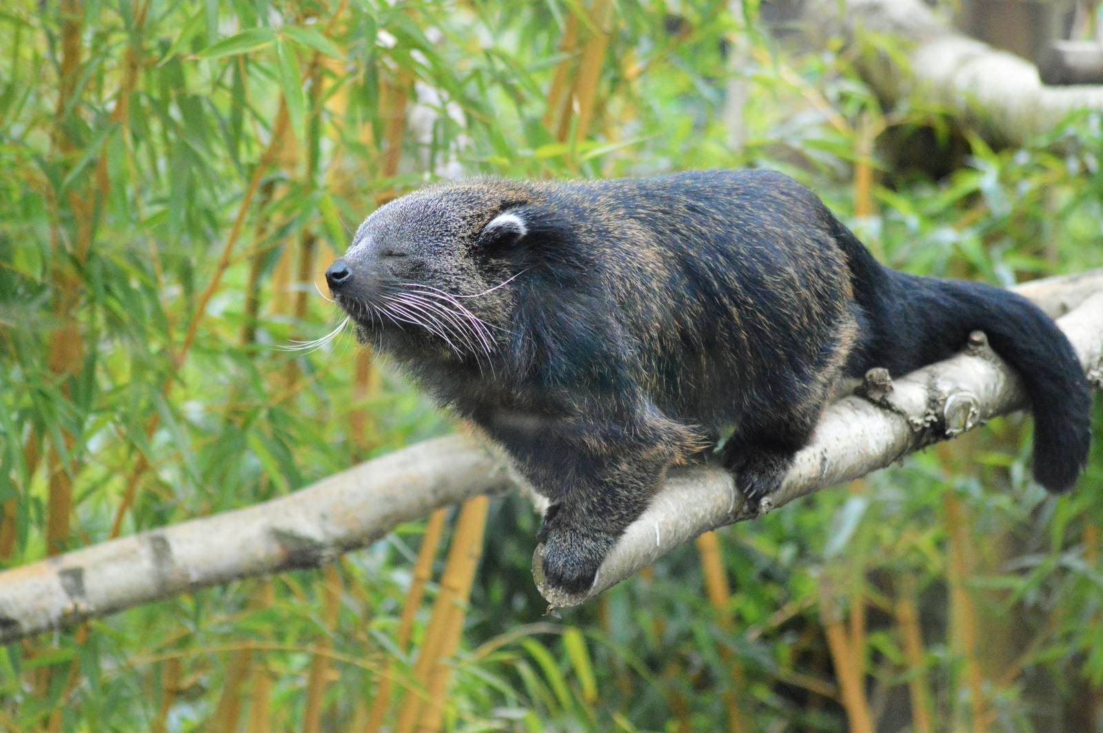 Binturong