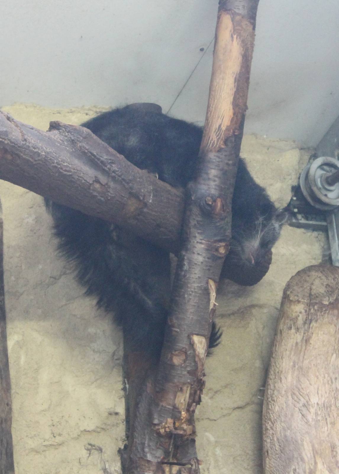 Binturong