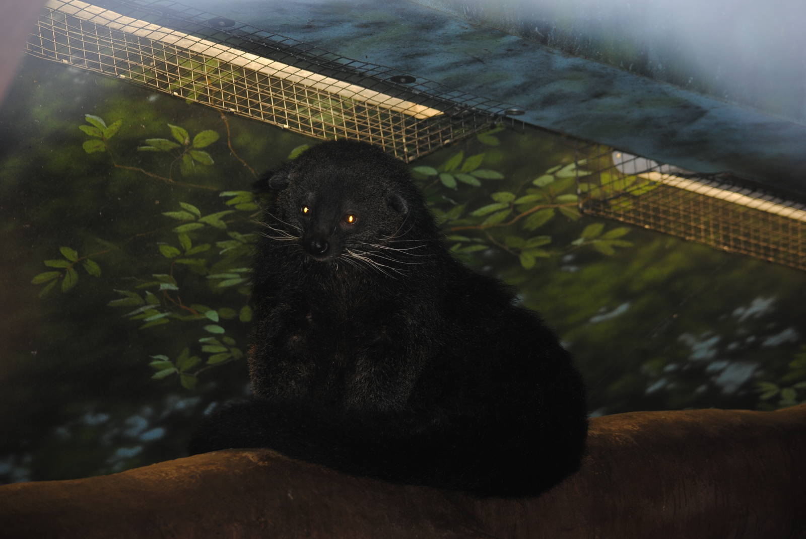 Binturong