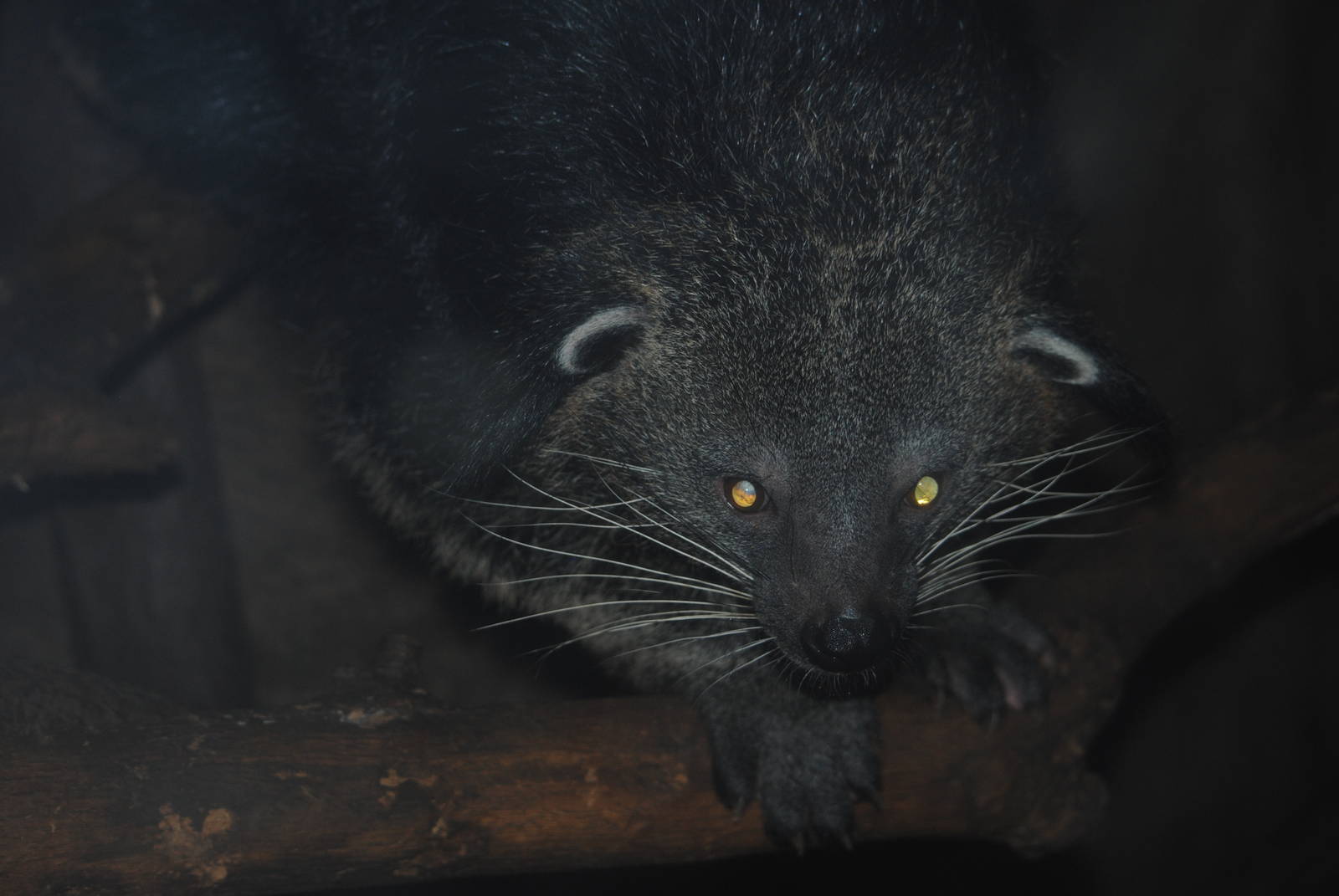 Binturong