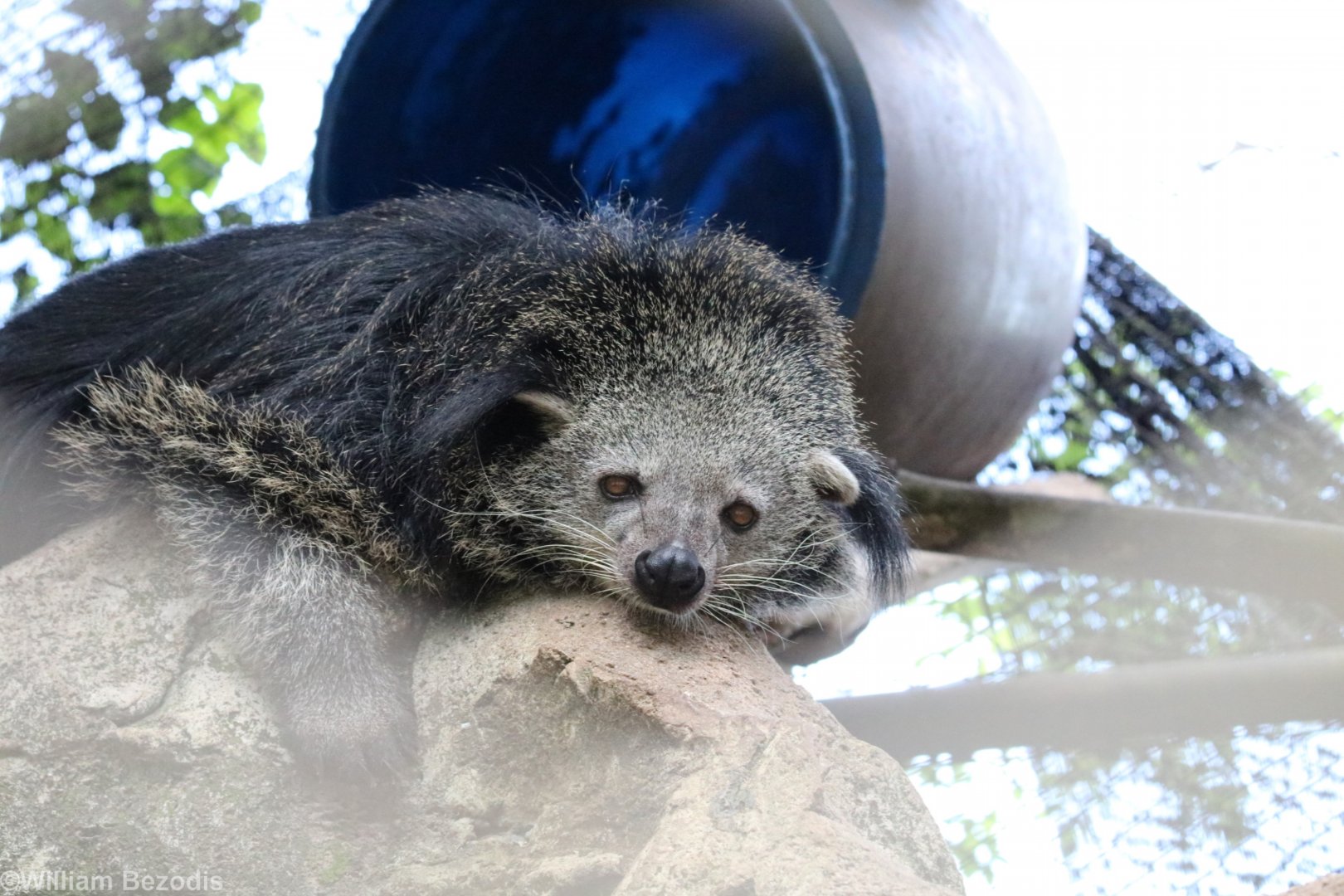 Binturong