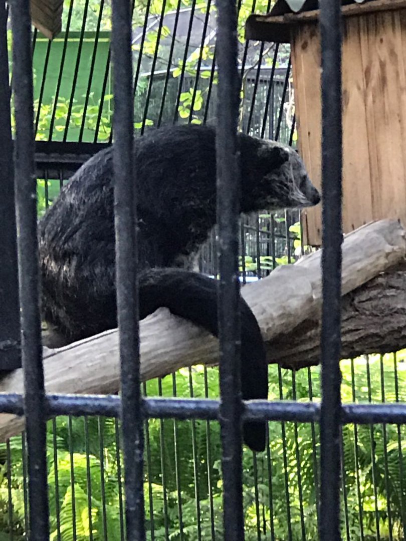 Binturong