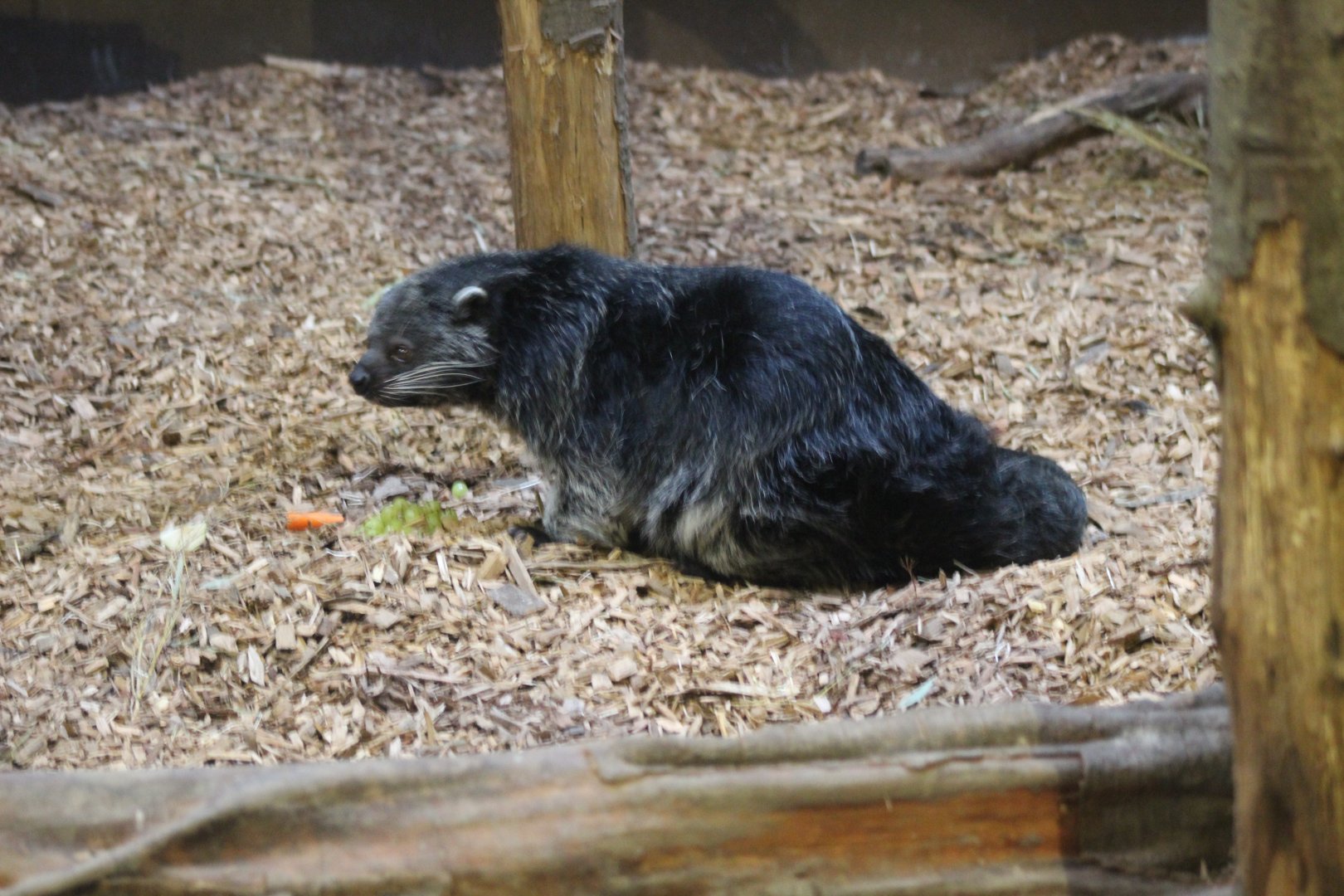 Binturong