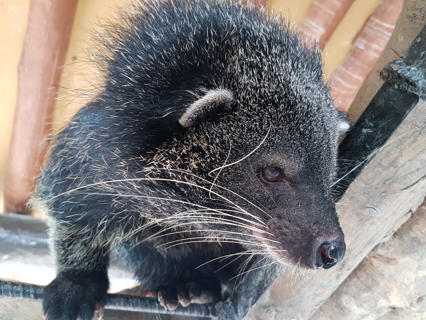 binturong