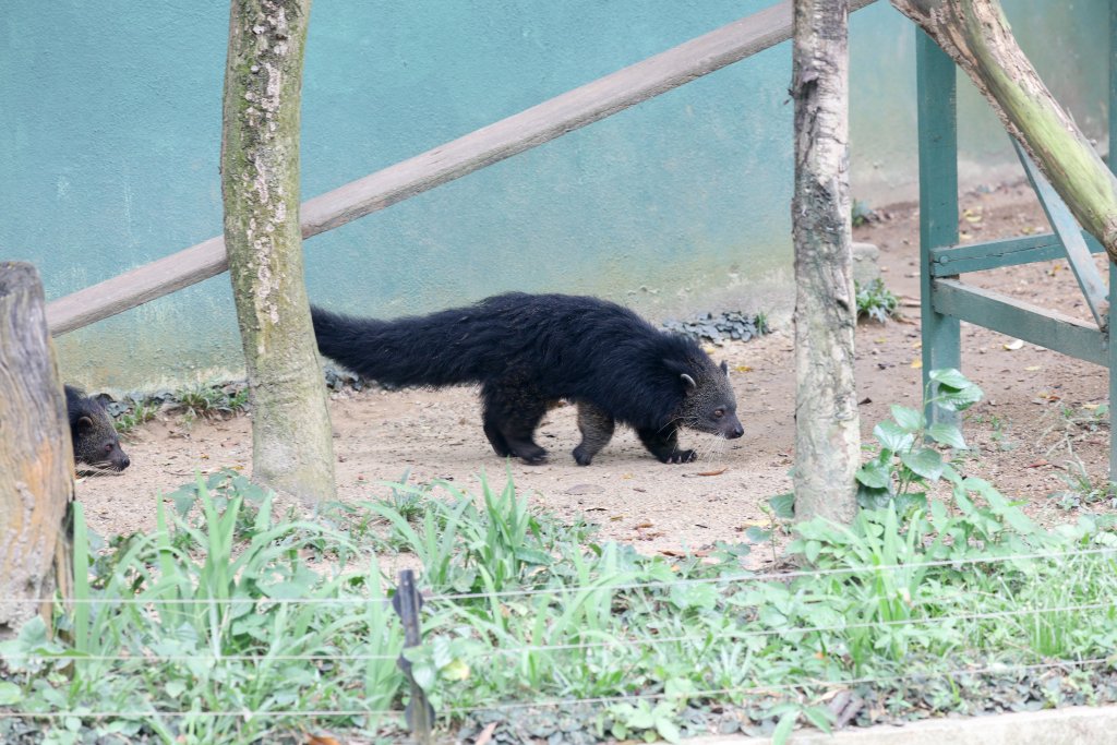 Binturong