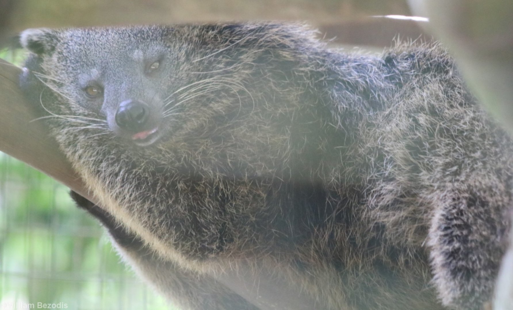 Binturong