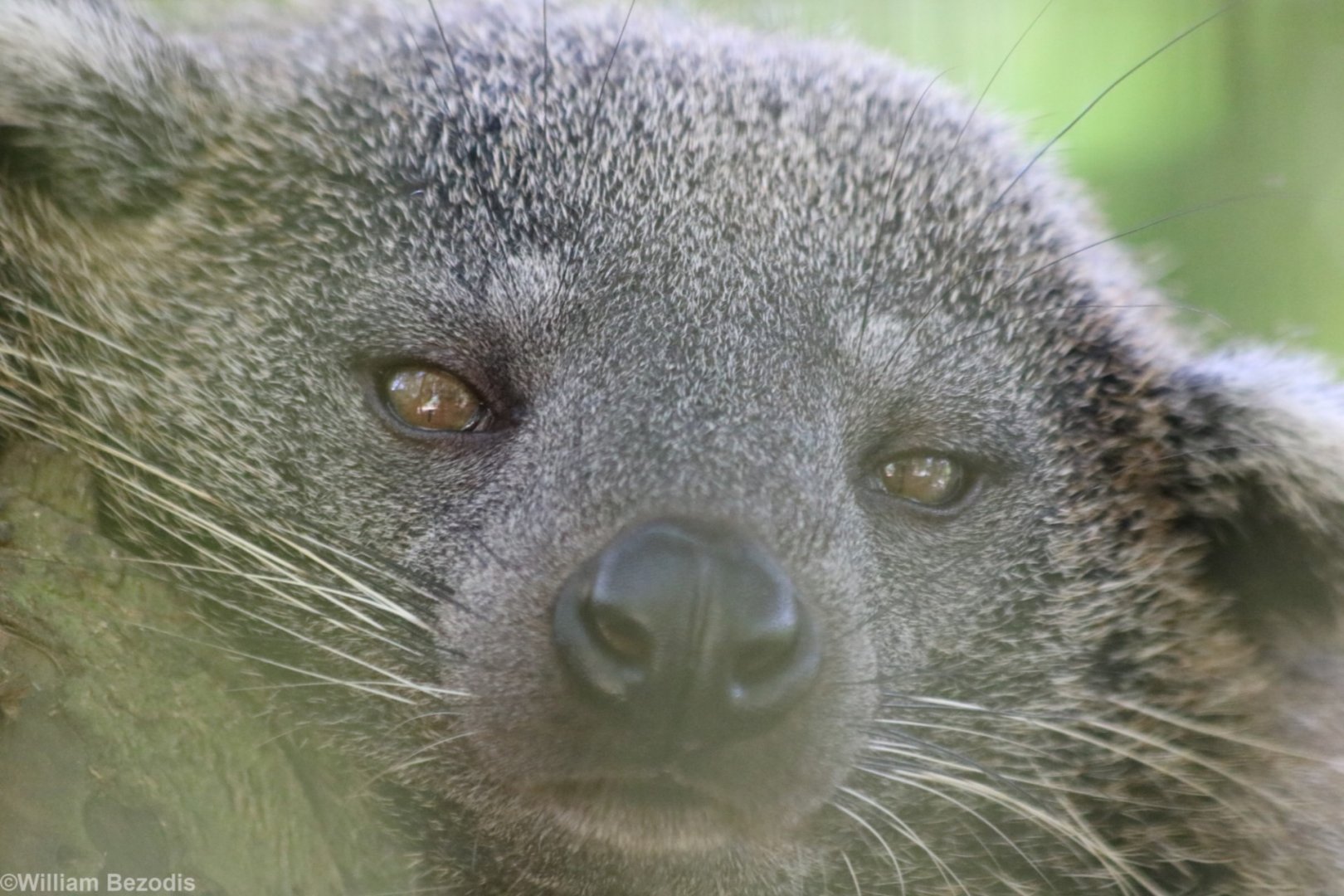 Binturong