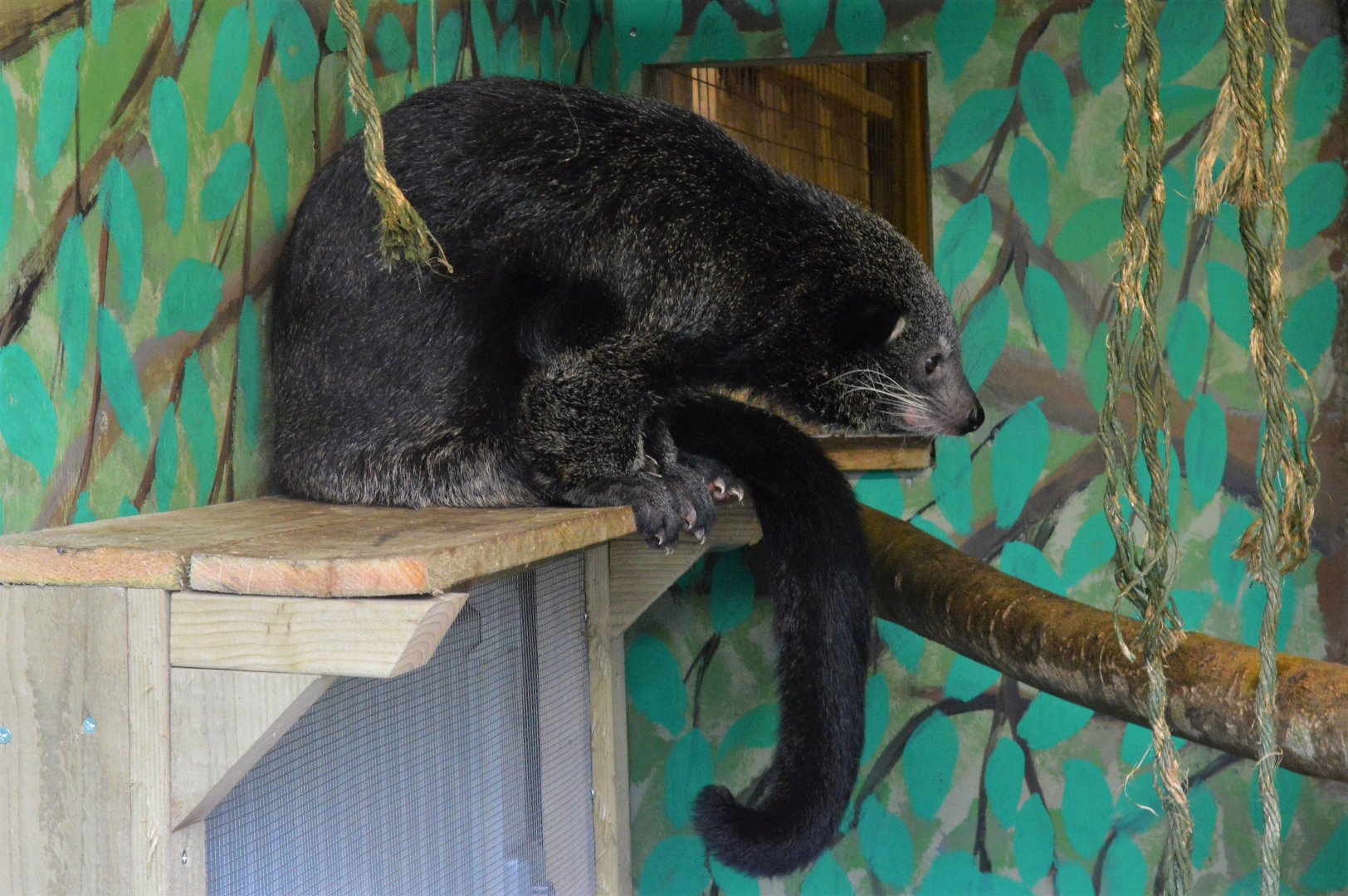 Binturong