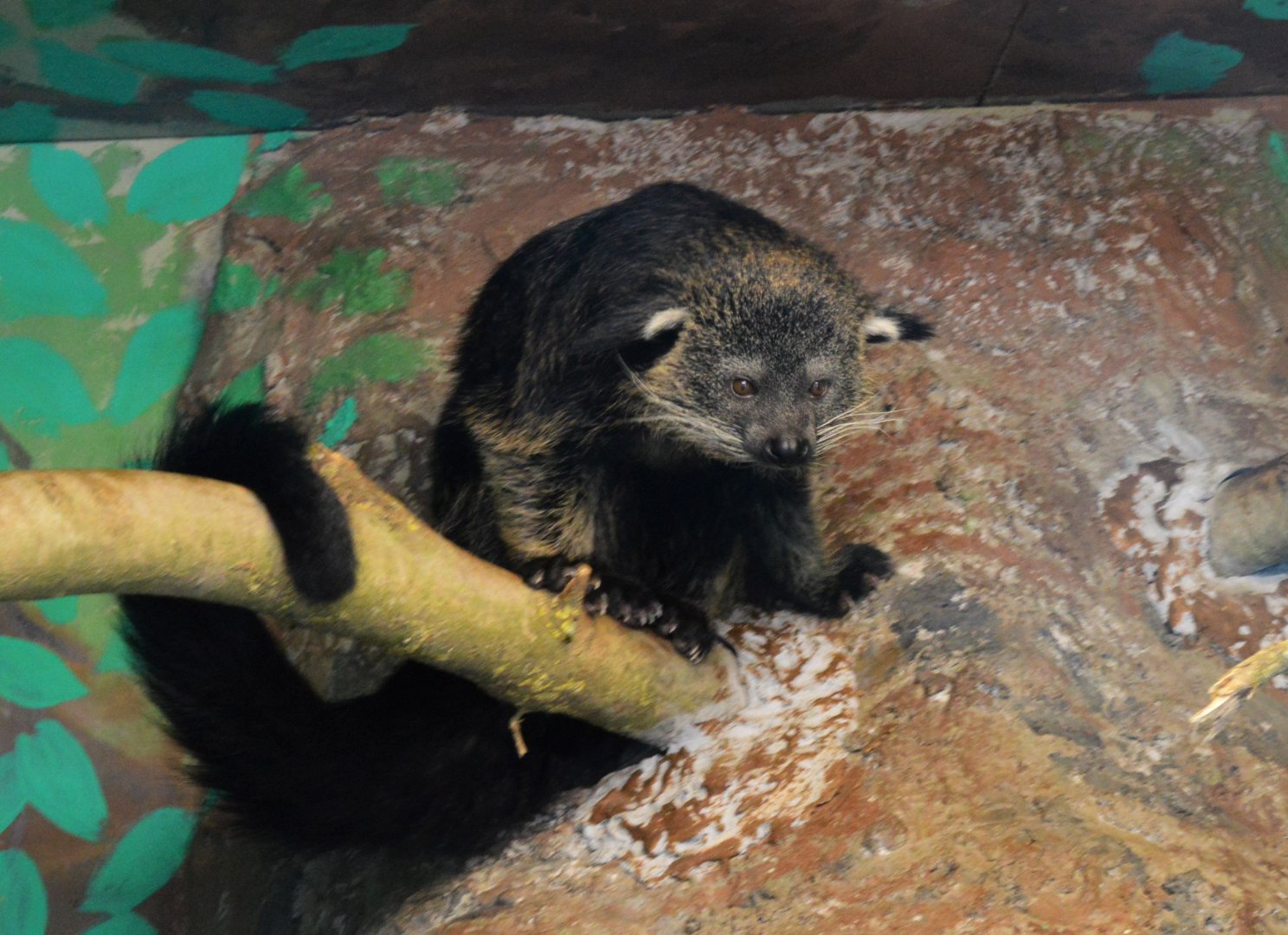 Binturong
