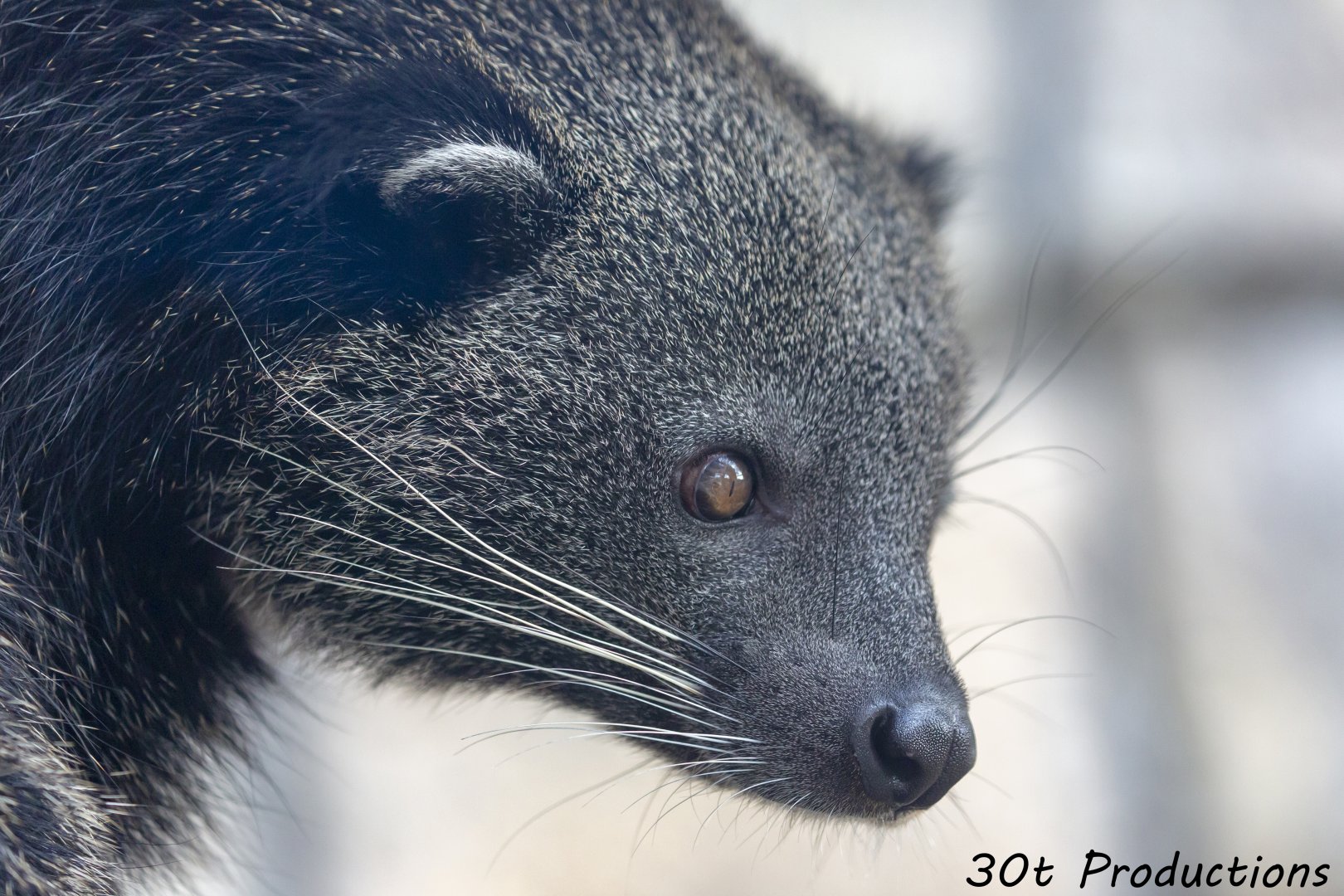 Binturong