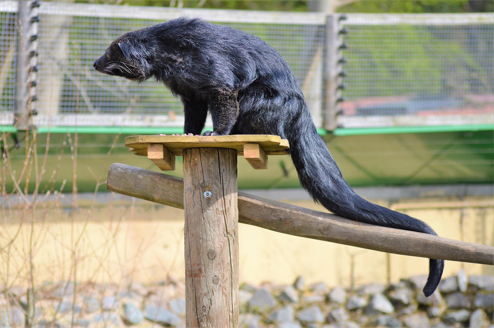 Binturong