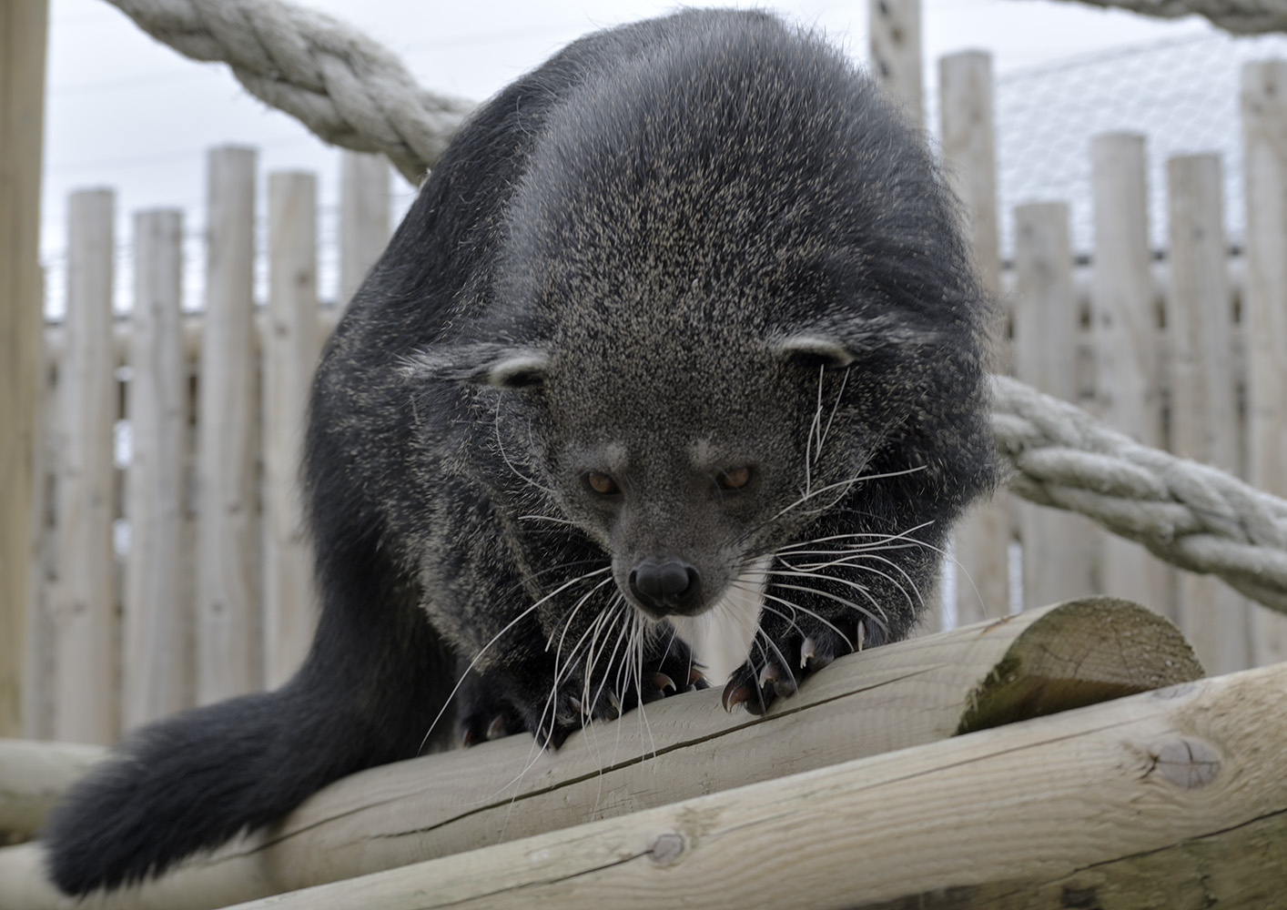 Binturong