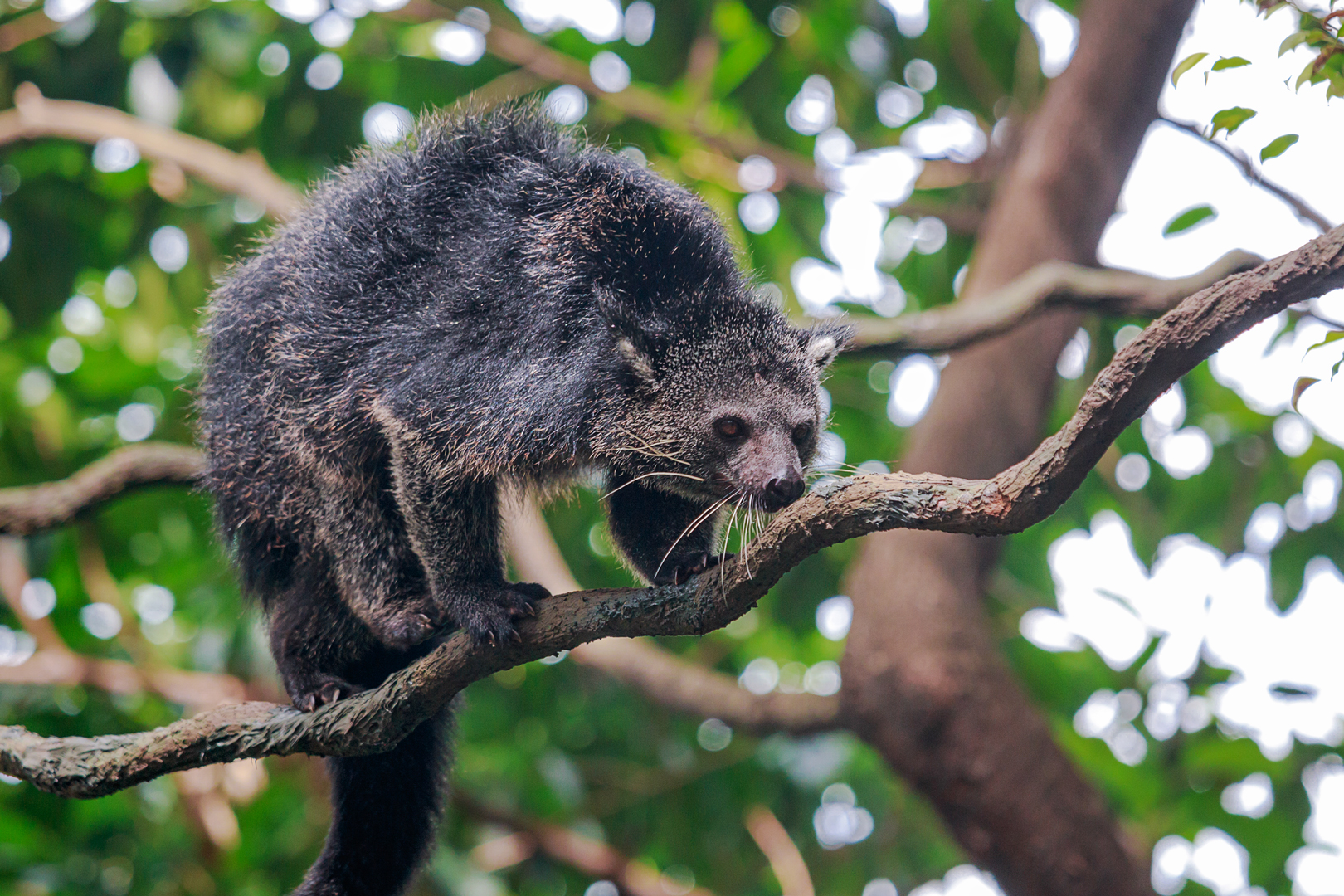 Binturong